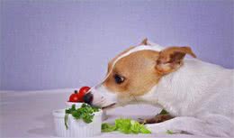 别委屈狗狗这吃货了，除了犬粮，它还能吃这6种蔬菜
