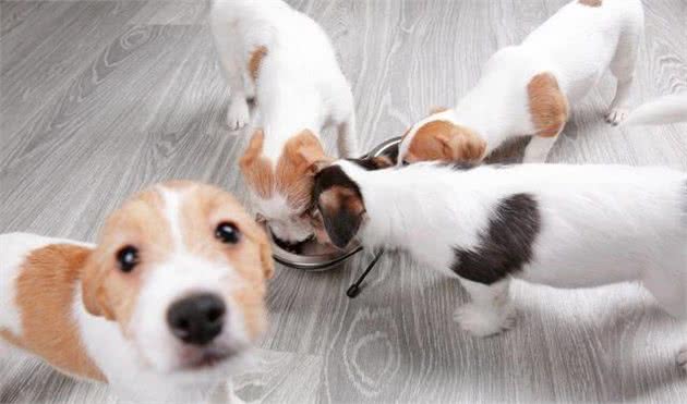 饲养宠物犬，做好这6点，你就能够成为优秀的铲屎官