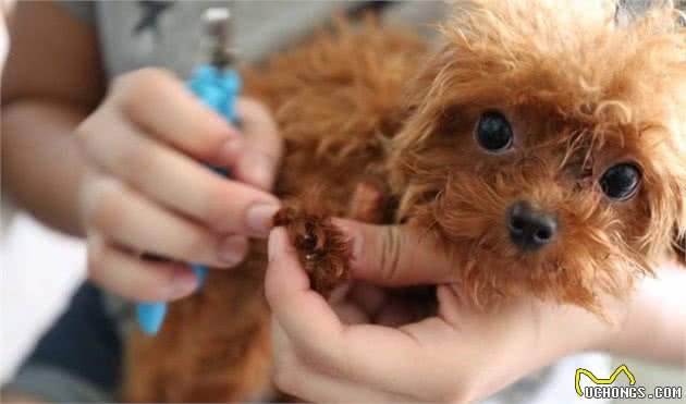 饲养宠物犬，做好这6点，你就能够成为优秀的铲屎官