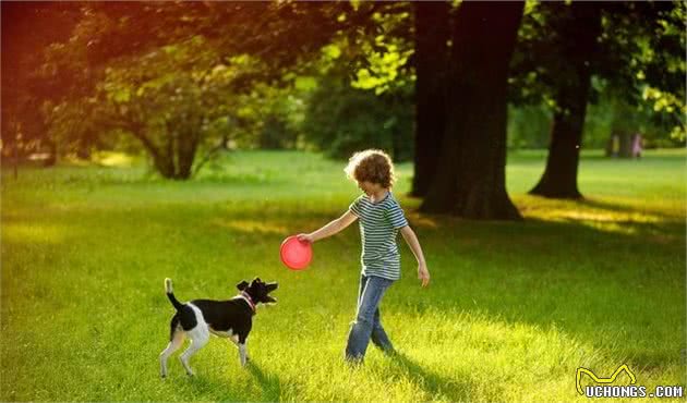 饲养宠物犬，做好这6点，你就能够成为优秀的铲屎官