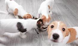 饲养宠物犬，做好这6点，你就能够成为优秀的铲屎官