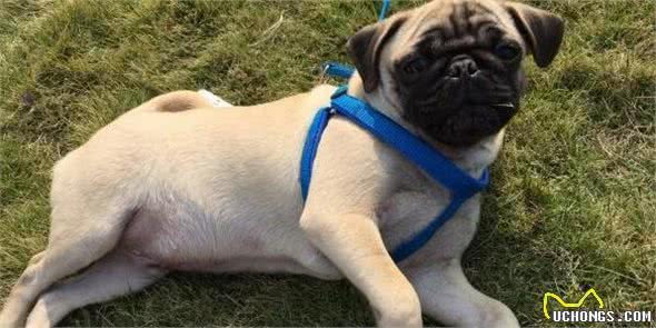 主人训练巴哥犬时，这些错误的方式，千万别用