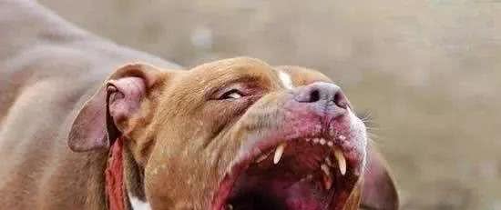 最凶猛的狗，世界十大恶犬排行榜！世界第一猛犬有多厉害？