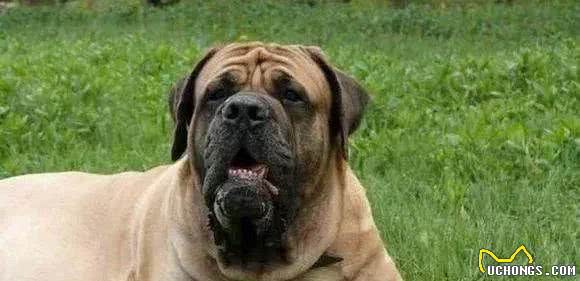 最凶猛的狗，世界十大恶犬排行榜！世界第一猛犬有多厉害？