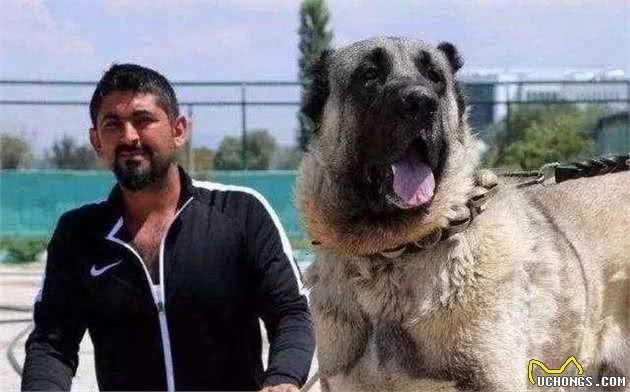 最凶猛的狗，世界十大恶犬排行榜！世界第一猛犬有多厉害？