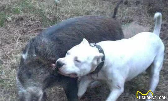 最凶猛的狗，世界十大恶犬排行榜！世界第一猛犬有多厉害？