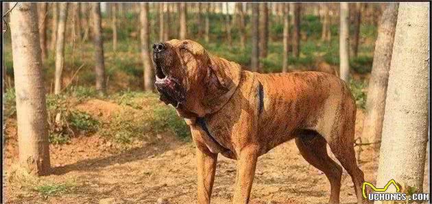 最凶猛的狗，世界十大恶犬排行榜！世界第一猛犬有多厉害？