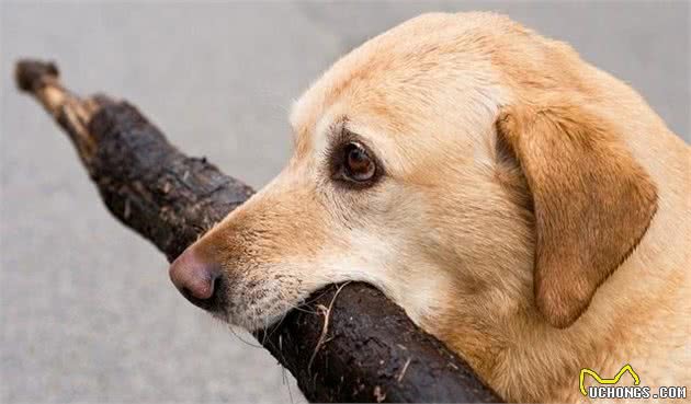 怎样挑选拉布拉多犬，拉拉的详细介绍