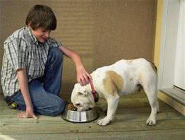 给犬喂食这5种食物，不亚于给了它一包毒药