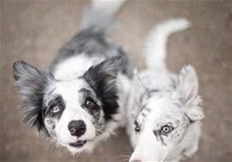 边牧犬的5大缺陷，第一点就很糟心，看完你还想养吗？