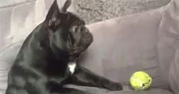 为什么公狗撒尿一定得抬腿，这样更舒适吗？