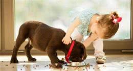 饲养幼犬，最基本的5点，主人要做好