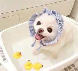 养宠必修课！必须要了解的狗狗超高致死率疾病