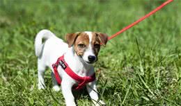 狗狗爱爆冲，出门散步都好痛苦，怎么让狗狗随行呢？