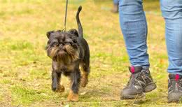 世界上最小的犬种，又萌又好照料，喜欢养宠物狗的了解下