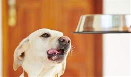 请正确给你的宠物喂零食