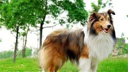 喜乐蒂牧羊犬养多久大约在十三到十四年左右
