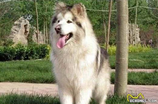 5只哈士奇的混血犬，最后一只大家都直呼是“哈士基”