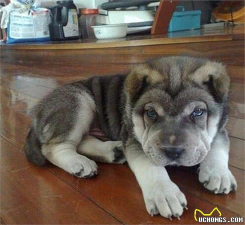 5只哈士奇的混血犬，最后一只大家都直呼是“哈士基”
