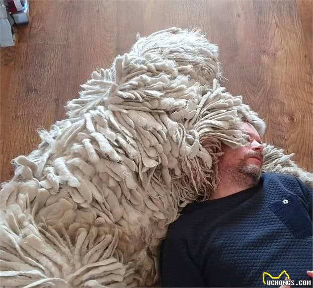 牧羊狗入水变地拖