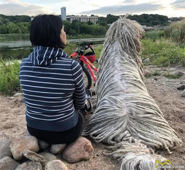 牧羊狗入水变地拖