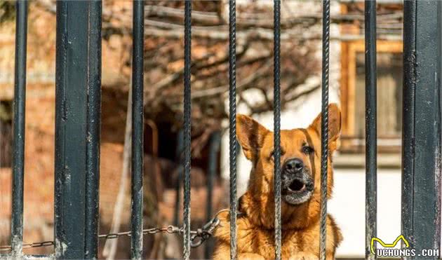 您家狗狗犬吠扰民吗？狗狗可能在向您传递这些信息