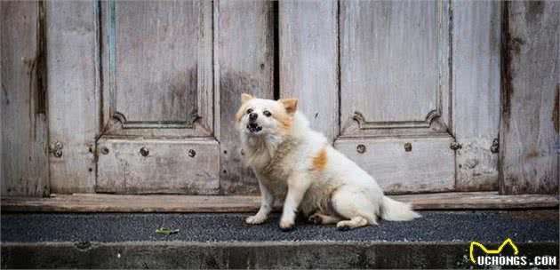 您家狗狗犬吠扰民吗？狗狗可能在向您传递这些信息