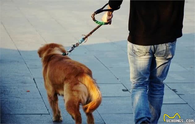 您家狗狗犬吠扰民吗？狗狗可能在向您传递这些信息