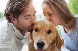 养狗很好，可是坏处也不少，这些你都知道吗