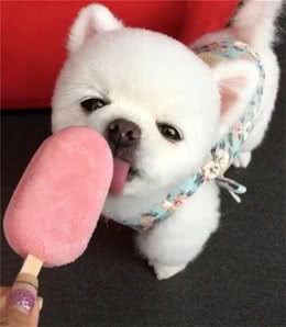 怎么养好可爱的小博美犬？你不可错过的博美犬小攻略