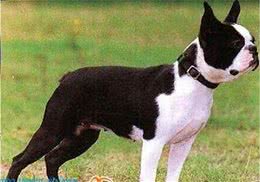 动物星球·世界名犬赏析—波士顿梗！