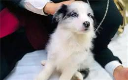 辟谣！被犬咬伤后感染狂犬无药可治？狂犬病的三大误区需了解！