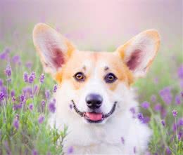 柯基犬生理性掉毛的情况有哪几种？柯基犬病理性掉毛宠主该怎么做