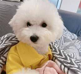 如何知道狗狗有皮肤病保护狗狗皮肤的小常识