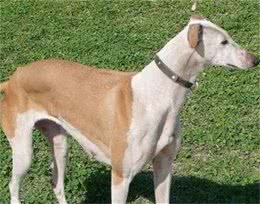 灵缇犬不听话乱跑怎么改正随从训练