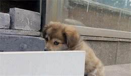 狗狗胆怯怕人怎么办能够尝试使用这四种方法来训练