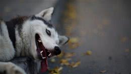 狗狗给你的信号，你收到了么？