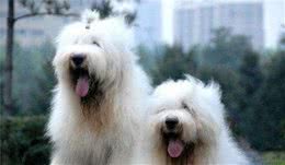 古牧犬呆萌可爱性情温和，但它的这些缺陷，决定了很多人不会养它