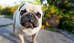 巴哥犬是最好的伴侣犬吗？全方位了解巴哥犬的超级攻略