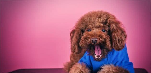 最受欢迎的5种小型犬，寿命长，有你家的爱犬吗