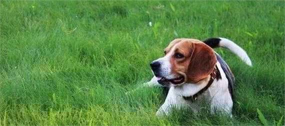 致敬这6种胜任缉毒犬的狗狗！它们可爱可敬