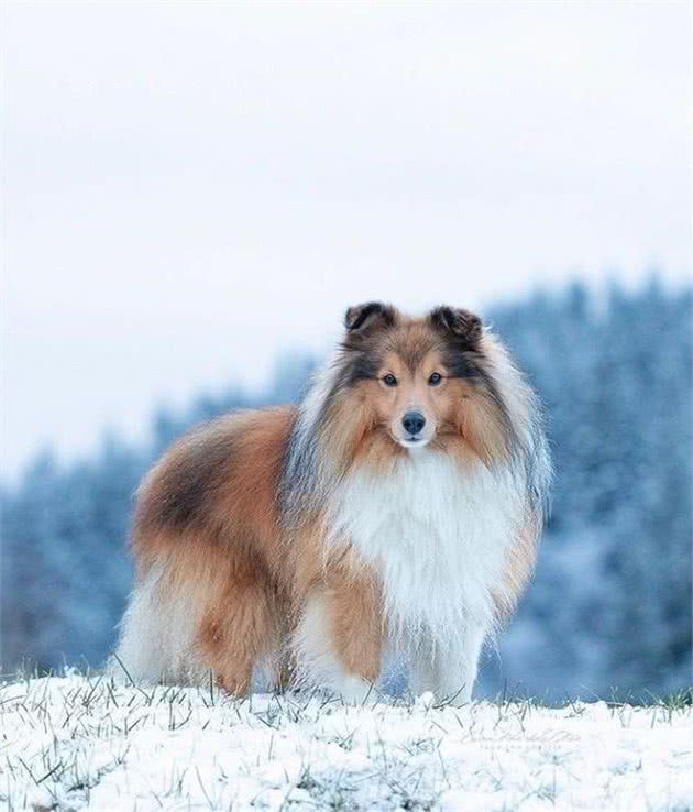 环境改变了它的身体,使之获得了“矮脚牧羊犬”的称呼|犬种
