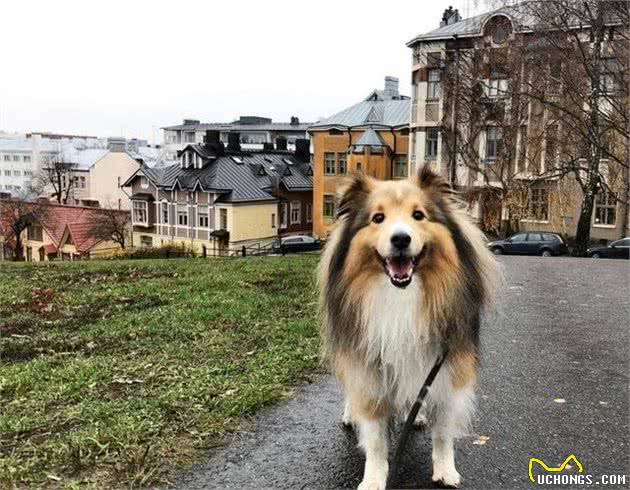 环境改变了它的身体,使之获得了“矮脚牧羊犬”的称呼|犬种