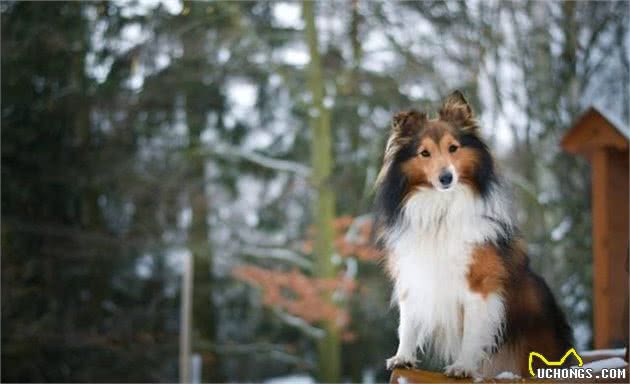 环境改变了它的身体,使之获得了“矮脚牧羊犬”的称呼|犬种