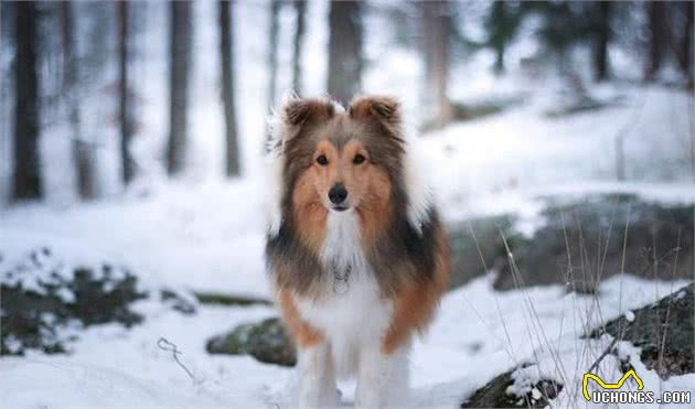 环境改变了它的身体,使之获得了“矮脚牧羊犬”的称呼|犬种