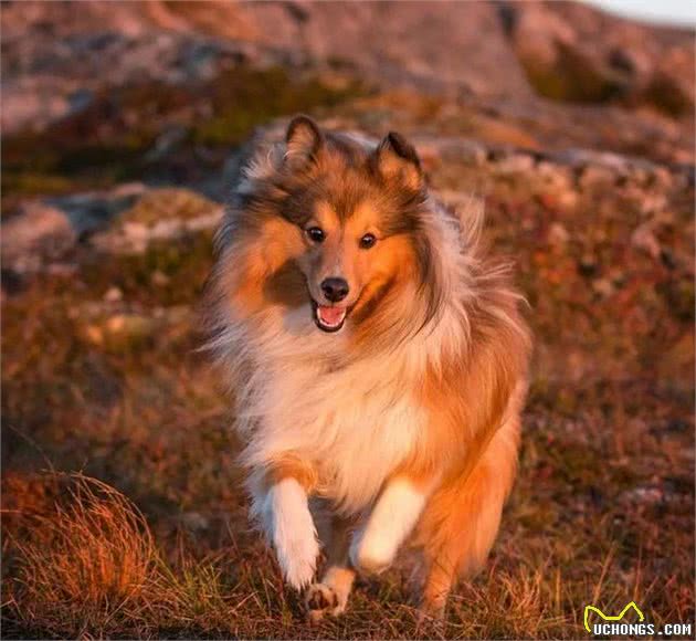 环境改变了它的身体,使之获得了“矮脚牧羊犬”的称呼|犬种