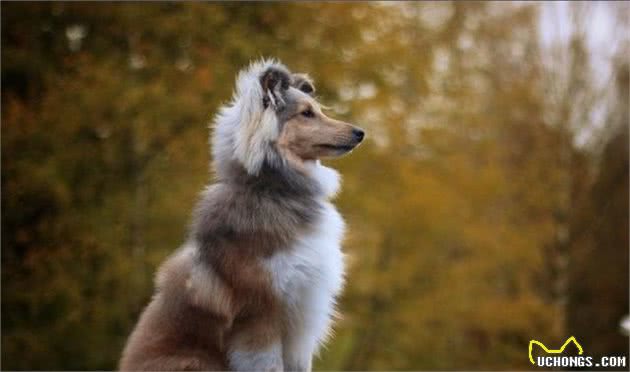 环境改变了它的身体,使之获得了“矮脚牧羊犬”的称呼|犬种