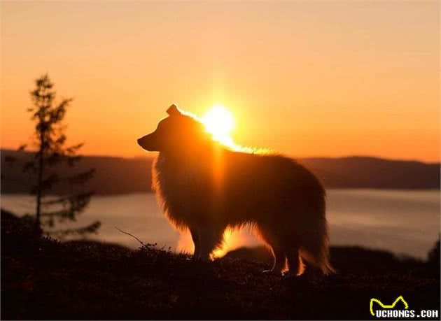 环境改变了它的身体,使之获得了“矮脚牧羊犬”的称呼|犬种