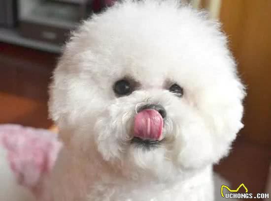 看完比熊犬的6大“缺陷”，你还想养吗？