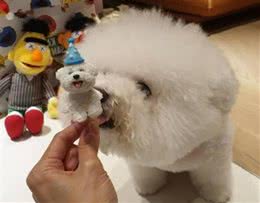 看完比熊犬的6大“缺陷”，你还想养吗？